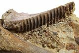 Hadrosaur Jaw, Scapula, and Rib in Sandstone - Wyoming #264893-1